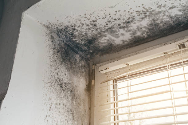 Affordable Basement Mold Removal solutions in Fort George G Meade, MD